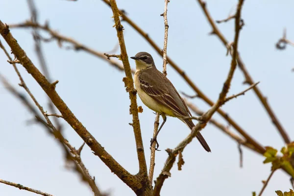 Motacilla Flava Uma Ave Família Motacillidae — Fotografia de Stock