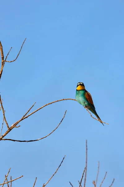 Oiseaux Mangeurs Abeilles Merops Apiaster Différentes Postures — Photo