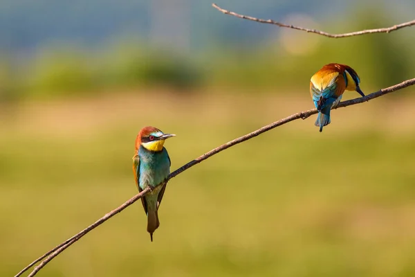 Bee Eater Birds Merops Apiaster Various Postures — Stock Photo, Image