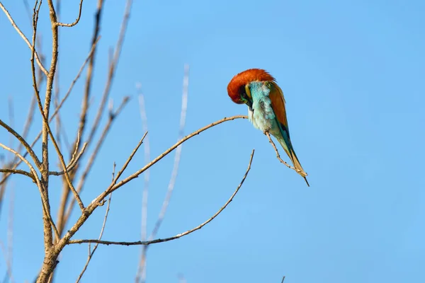 Oiseaux Mangeurs Abeilles Merops Apiaster Différentes Postures — Photo