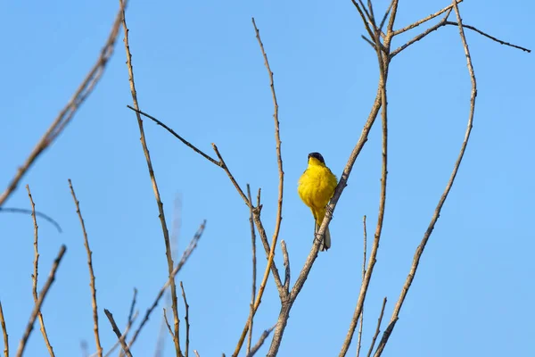 Yellow Wagtail Motacilla Flava Small Songbird Family Motacillidae — Stock Photo, Image