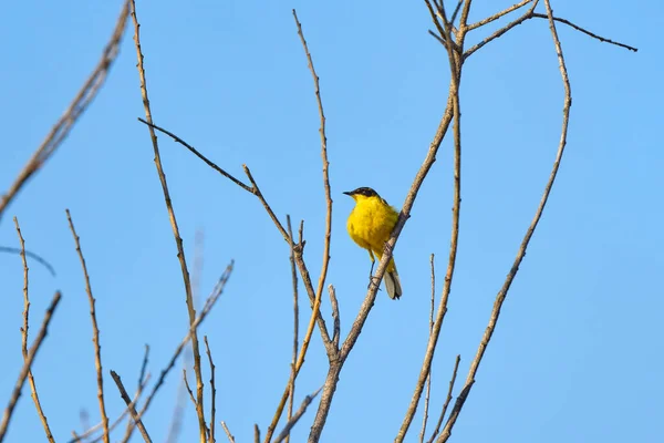 Желтый Хвост Motacilla Flava Небольшая Певчая Птица Семейства Motacillae — стоковое фото