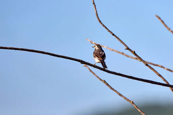 Motacilla Alba Linnaeus Una Especie Ave Paseriforme Familia Motacillidae Vive — Foto de Stock