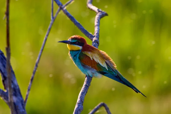 Bee Eater Fåglar Merops Apiaster Olika Ställningar — Stockfoto