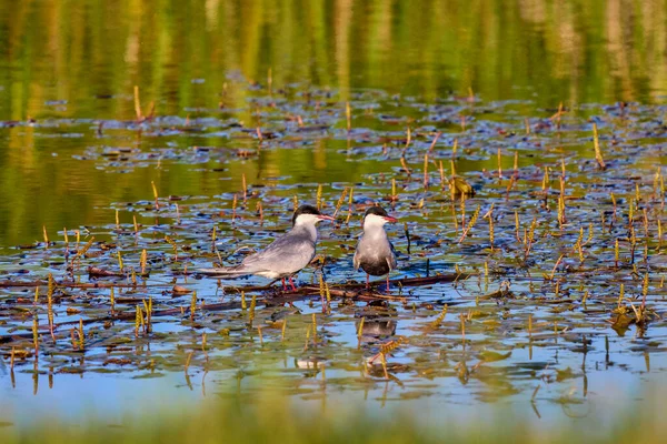 Vanliga Tern Olika Poser Våren — Stockfoto