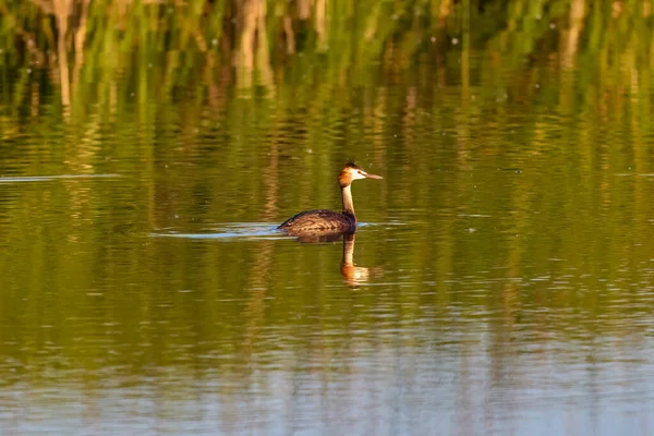 Podiceps Cristatus Appartient Famille Des Podicipedidae Vit Dans Les Zones — Photo