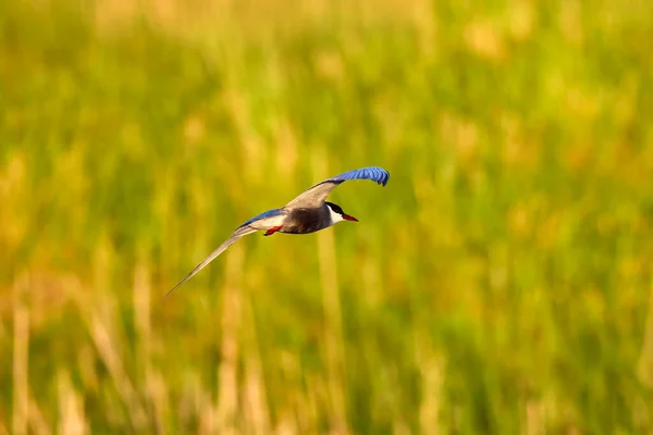 Terna Comune Diverse Pose Durante Primavera — Foto Stock