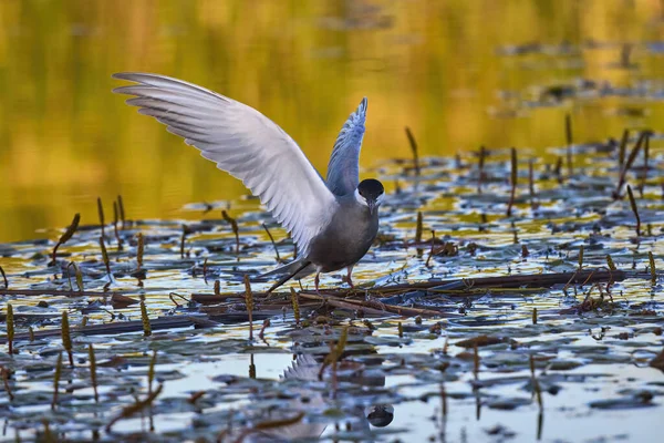 Flussseeschwalbe Verschiedenen Posen Frühling — Stockfoto