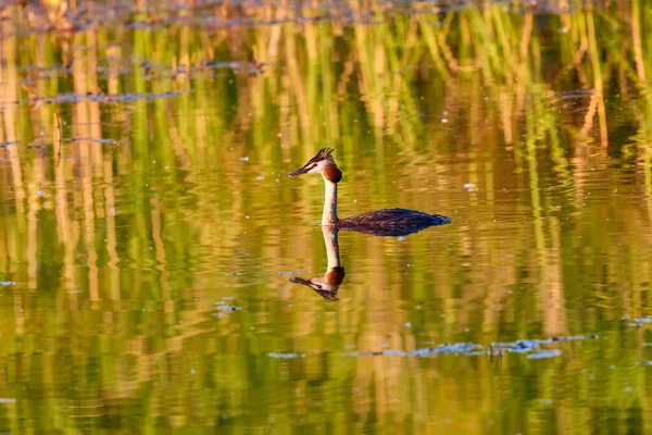 Podiceps Cristatus Appartient Famille Des Podicipedidae Vit Dans Les Zones — Photo