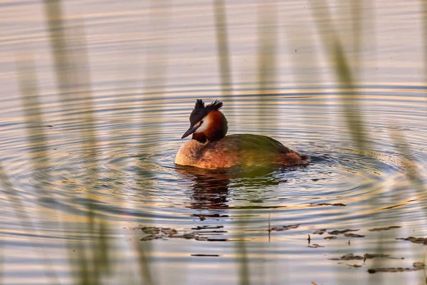 Podiceps Cristatus 属于Podicipedidae科 牠们栖息于欧洲及亚洲的湿地 常见于伊比利亚半岛的湖泊及沼泽 — 图库照片