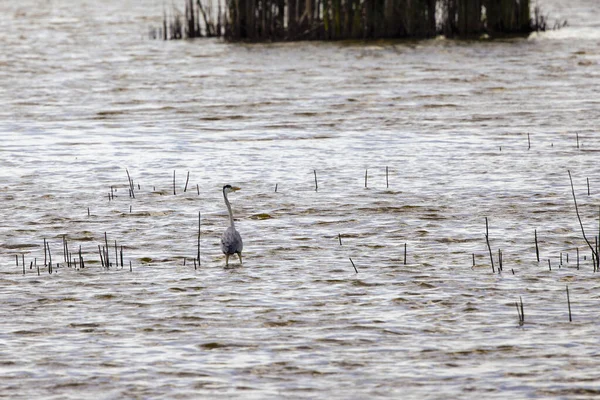 Ardea Cinerea Est Oiseau Ordre Des Pelecaniformes Famille Des Ardeidae — Photo