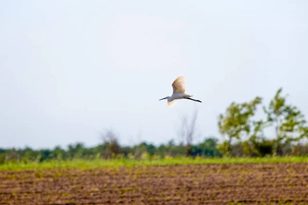 Ein Fliegender Seidenreiher Egretta Garzetta Mit Offenen Flügeln — Stockfoto