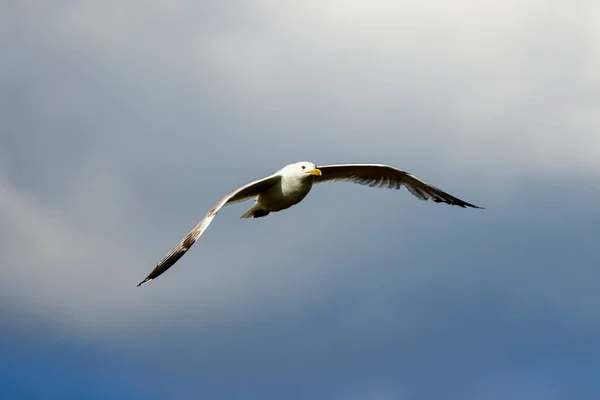 Zeemeeuw Vliegt Heldere Lucht Zomerdag Meeuwen Vliegen Tussen Wolken — Stockfoto