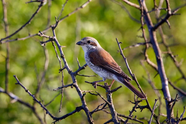 Den Röda Back Shrike Lanius Collurio Kvinnlig Olika Poser — Stockfoto