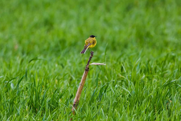 노랑부리새 Motacilla Flava 틸리과에 속하는 명금이다 — 스톡 사진