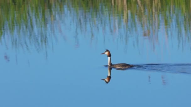 Krásný Velký Chocholatý Grebe Pták Podiceps Cristatus Plovoucí Modré Jezerní — Stock video