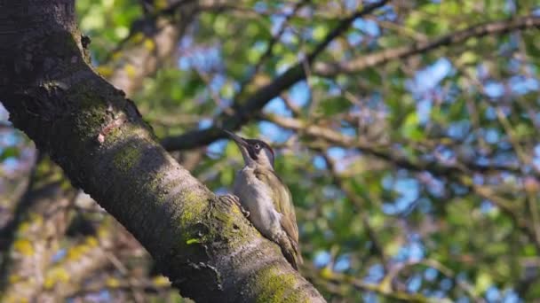 Schöner Waldspecht Dendrocopos Medius Auf Der Suche Nach Nahrung — Stockvideo