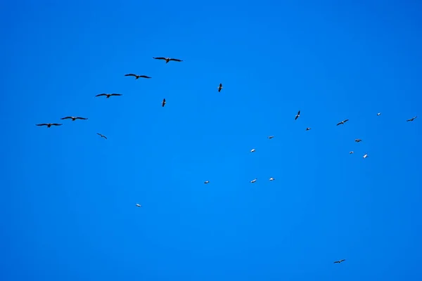 Фото Пеліканів Природного Середовища Дунай Дельта Природного Заповідника Румунія — стокове фото