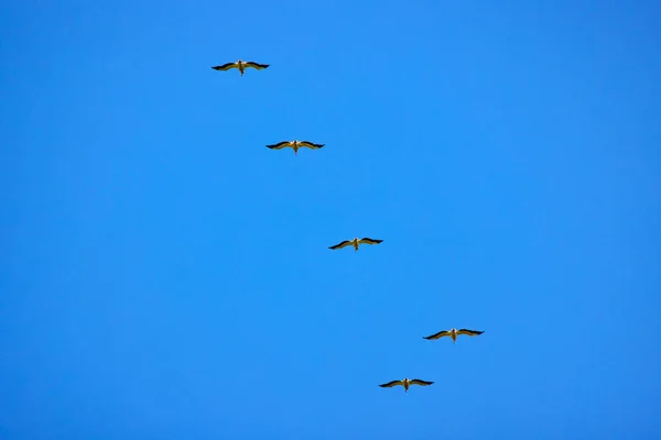 Obrázky Pelikány Přírodního Prostředí Přírodní Rezervace Delta Dunaje Rumunsko — Stock fotografie