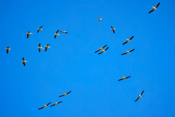 Obrázky Pelikány Přírodního Prostředí Přírodní Rezervace Delta Dunaje Rumunsko — Stock fotografie