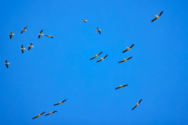 Images Pelicans Natural Environment Danube Delta Nature Reserve Romania — Stock Photo, Image