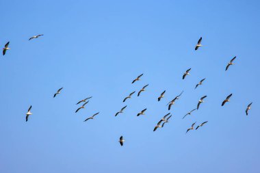 Doğal çevreden pelikanlar, Tuna Deltası Doğa Rezervi, Romanya.