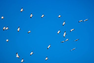 Doğal çevreden pelikanlar, Tuna Deltası Doğa Rezervi, Romanya.