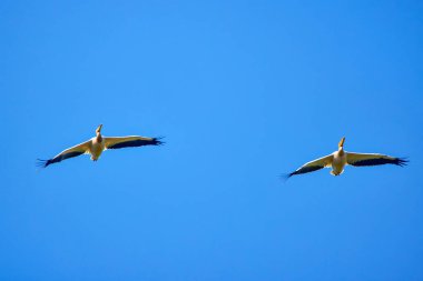 Doğal çevreden pelikanlar, Tuna Deltası Doğa Rezervi, Romanya.
