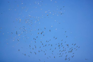 Doğal çevreden pelikanlar, Tuna Deltası Doğa Rezervi, Romanya.