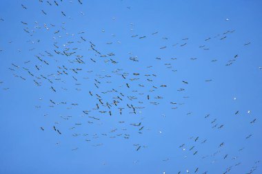 Doğal çevreden pelikanlar, Tuna Deltası Doğa Rezervi, Romanya.