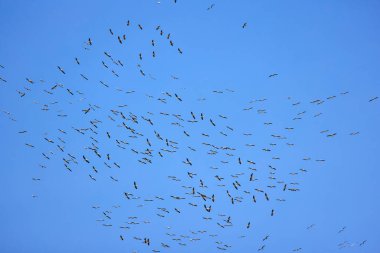 Doğal çevreden pelikanlar, Tuna Deltası Doğa Rezervi, Romanya.