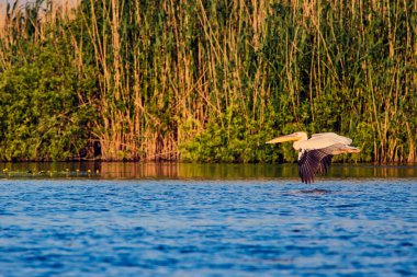 Doğal çevreden pelikanlar, Tuna Deltası Doğa Rezervi, Romanya.