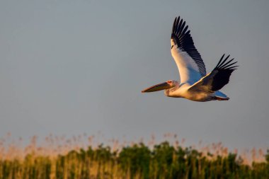 Doğal çevreden pelikanlar, Tuna Deltası Doğa Rezervi, Romanya.