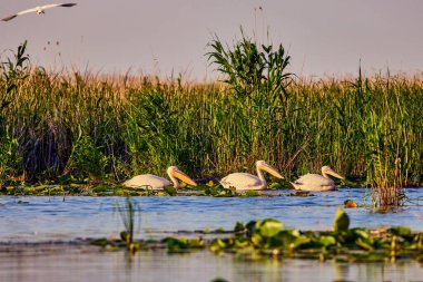Doğal çevreden pelikanlar, Tuna Deltası Doğa Rezervi, Romanya.