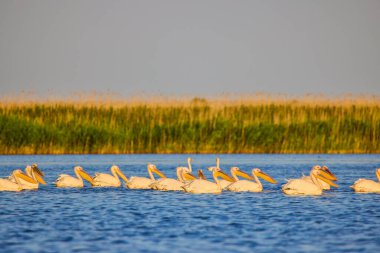 Doğal çevreden pelikanlar, Tuna Deltası Doğa Rezervi, Romanya.