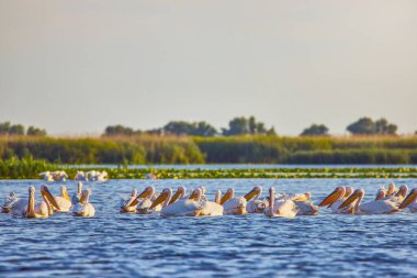 Doğal çevreden pelikanlar, Tuna Deltası Doğa Rezervi, Romanya.