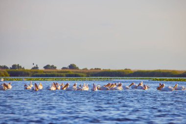 Doğal çevreden pelikanlar, Tuna Deltası Doğa Rezervi, Romanya.