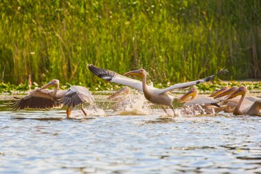 Doğal çevreden pelikanlar, Tuna Deltası Doğa Rezervi, Romanya.