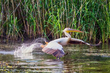Doğal çevreden pelikanlar, Tuna Deltası Doğa Rezervi, Romanya.