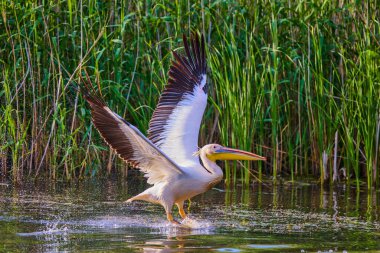 Doğal çevreden pelikanlar, Tuna Deltası Doğa Rezervi, Romanya.