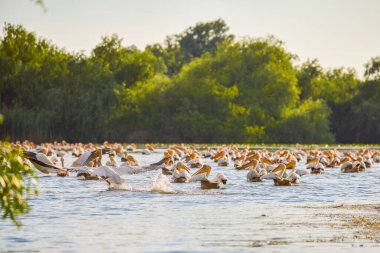Doğal çevreden pelikanlar, Tuna Deltası Doğa Rezervi, Romanya.