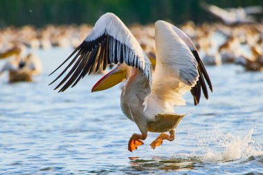 Doğal çevreden pelikanlar, Tuna Deltası Doğa Rezervi, Romanya.