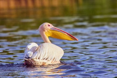 Doğal çevreden pelikanlar, Tuna Deltası Doğa Rezervi, Romanya.
