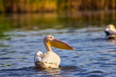 Doğal çevreden pelikanlar, Tuna Deltası Doğa Rezervi, Romanya.