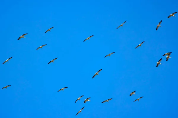 Images Pelicans Natural Environment Danube Delta Nature Reserve Romania — Stock Photo, Image