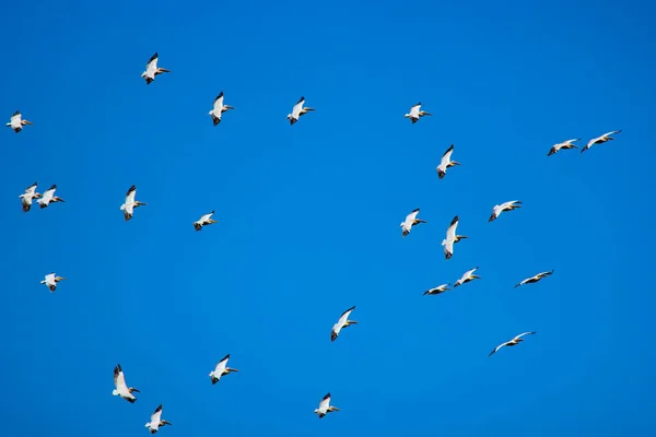 Obrázky Pelikány Přírodního Prostředí Přírodní Rezervace Delta Dunaje Rumunsko — Stock fotografie