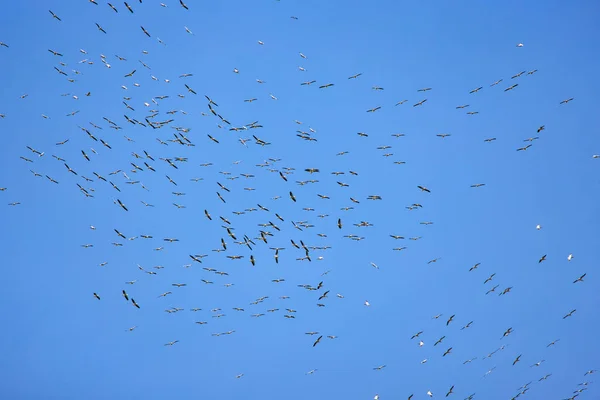 Images Avec Des Pélicans Environnement Naturel Réserve Naturelle Delta Danube — Photo