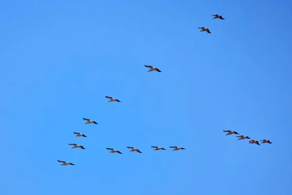 Zdjęcia Pelikanami Środowiska Naturalnego Rezerwat Przyrody Delta Dunaju Rumunia — Zdjęcie stockowe