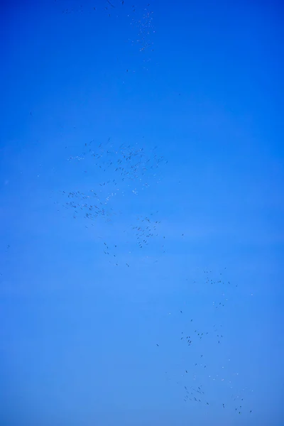 Imagens Com Pelicanos Ambiente Natural Danúbio Delta Nature Reserve Roménia — Fotografia de Stock