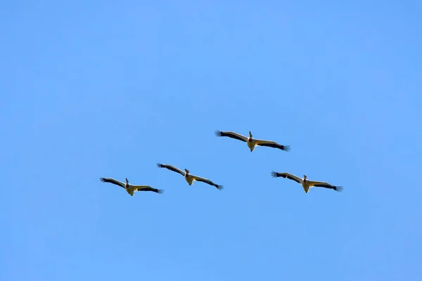 Zdjęcia Pelikanami Środowiska Naturalnego Rezerwat Przyrody Delta Dunaju Rumunia — Zdjęcie stockowe